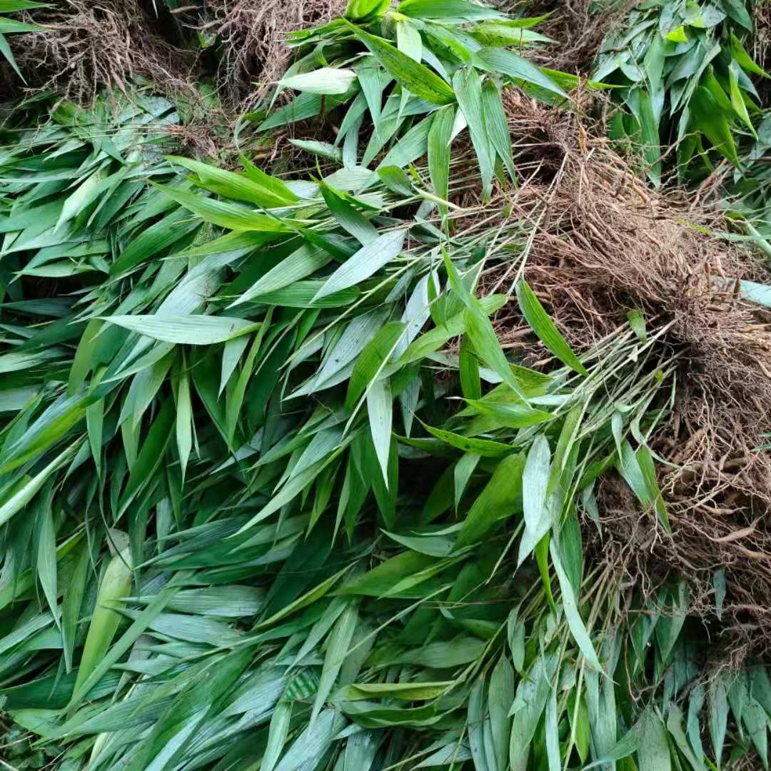淡竹叶种苗杯苗基地，常年大量批发提供，货源充足手续齐全